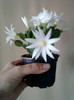 28 aprilie 2012-flori 008