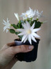 28 aprilie 2012-flori 009