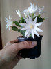 28 aprilie 2012-flori 010