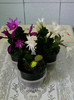 28 aprilie 2012-flori 020