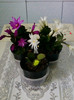 28 aprilie 2012-flori 021