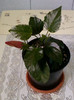 28 aprilie 2012-flori 043