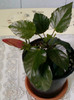 28 aprilie 2012-flori 045