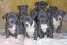 perritos