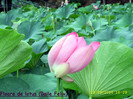 80. Floare de lotus (1)