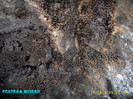 319. Pestera Muierii (20)