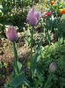 DSCN0892_resize