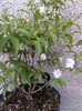 prunus alba