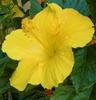 yellow-hibiscus-21313973[1]
