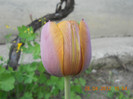 DSCN0704