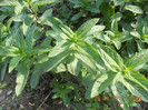 Menta