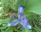 Imag017
