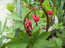 dicentra