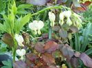 dicentra alba
