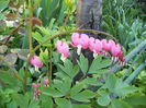 dicentra roz