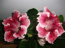 poze 3166