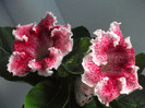 poze 3179