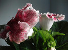 poze 3184