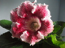 poze 3186