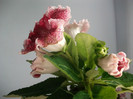 poze 3207