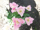 poze 006