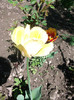poze 010
