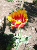 poze 011