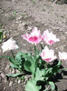 poze 012