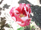 poze 014
