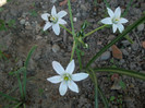 ratacita in ambalajul cu muscari