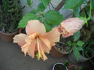 DSCN3074