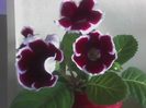 Gloxinia