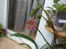 floare oxalis