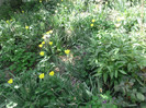 P1050281