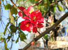 FLORI DE MERISOR