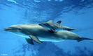 baby-bottlenose-dolphin-with-mother