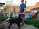 Mascul Rottweiler