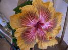 P1120952