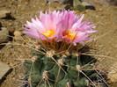 DSCF0007