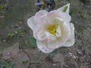 Picture 036