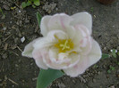 Picture 038