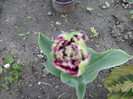 Picture 039