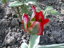 Picture 047