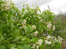 DSCN2468