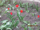 lalelele de langa liliac