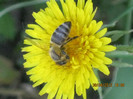 o lucratoare