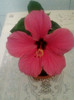 29 aprilie 2012-flori 012