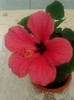 29 aprilie 2012-flori 025