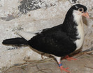 3pn(2012)