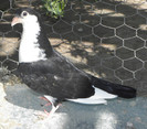 4pn(2012)